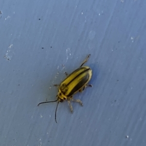 Xanthogaleruca luteola at Numeralla, NSW - 13 Feb 2022