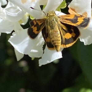 Ocybadistes walkeri at Jerrabomberra, NSW - suppressed