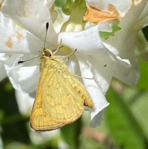 Ocybadistes walkeri at Jerrabomberra, NSW - suppressed