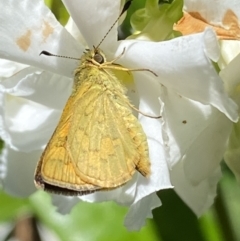 Ocybadistes walkeri at Jerrabomberra, NSW - suppressed