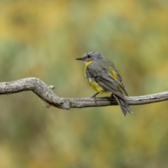 Eopsaltria australis (Eastern Yellow Robin) at Kowen Escarpment - 12 Feb 2022 by trevsci