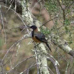 Acanthorhynchus tenuirostris (Eastern Spinebill) at Kowen, ACT - 13 Feb 2022 by trevsci