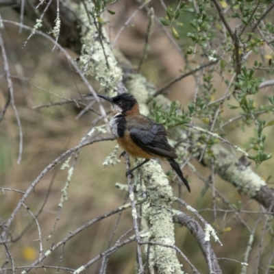 Acanthorhynchus tenuirostris (Eastern Spinebill) at Kowen, ACT - 13 Feb 2022 by trevsci