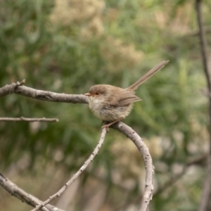 Malurus cyaneus at Kowen, ACT - 13 Feb 2022