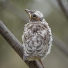 Pachycephala rufiventris (Rufous Whistler) at Kowen, ACT - 13 Feb 2022 by trevsci