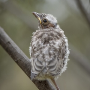 Pachycephala rufiventris at Kowen, ACT - 13 Feb 2022