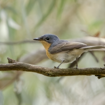 Myiagra rubecula (Leaden Flycatcher) at Kowen Escarpment - 12 Feb 2022 by trevsci