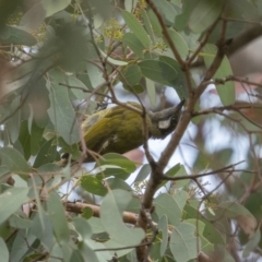 Nesoptilotis leucotis (White-eared Honeyeater) at Kowen, ACT - 13 Feb 2022 by trevsci