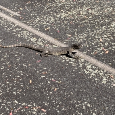 Varanus rosenbergi (Heath or Rosenberg's Monitor) at Rendezvous Creek, ACT - 13 Feb 2022 by RyanW