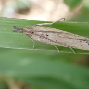 Faveria tritalis at Murrumbateman, NSW - 13 Feb 2022