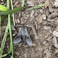 Hippotion scrofa (Coprosma Hawk Moth) at Belconnen, ACT - 12 Feb 2022 by jgiacon