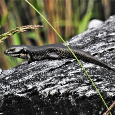 Eulamprus tympanum (Southern Water Skink) at Cotter River, ACT - 11 Feb 2022 by JohnBundock