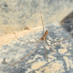 Holocnemus pluchei (Marbled Cellar Spider) at Rugosa - 13 Feb 2022 by SenexRugosus