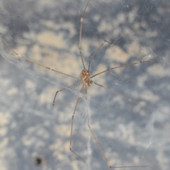 Holocnemus pluchei at Yass River, NSW - 13 Feb 2022