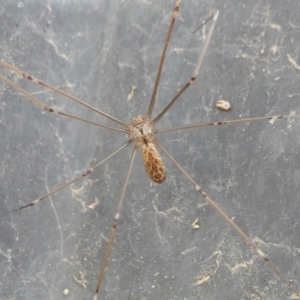 Holocnemus pluchei at Yass River, NSW - 13 Feb 2022 09:20 PM