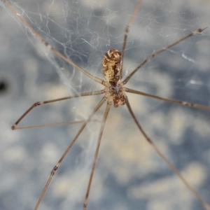 Holocnemus pluchei at Yass River, NSW - 13 Feb 2022