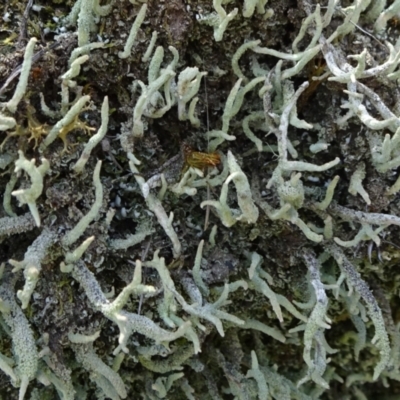 Cladonia sp. (genus) (Cup Lichen) at Molonglo Valley, ACT - 13 Feb 2022 by JanetRussell