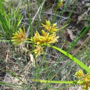 Cyperus eragrostis at Molonglo Valley, ACT - 13 Feb 2022