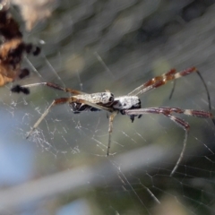 Trichonephila edulis (Golden orb weaver) at Yass River, NSW - 13 Feb 2022 by SenexRugosus