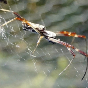 Trichonephila edulis at Yass River, NSW - 13 Feb 2022