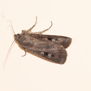 Agrotis infusa at Hughes, ACT - 12 Feb 2022