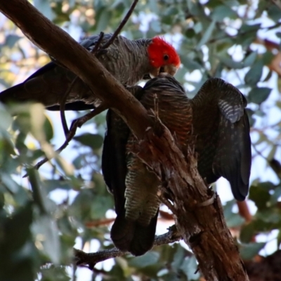 Callocephalon fimbriatum (Gang-gang Cockatoo) at Hughes, ACT - 13 Feb 2022 by LisaH