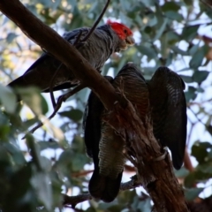 Callocephalon fimbriatum at Hughes, ACT - 13 Feb 2022