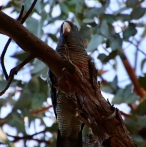 Callocephalon fimbriatum at Hughes, ACT - 13 Feb 2022