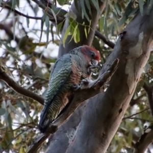 Callocephalon fimbriatum at Deakin, ACT - 13 Feb 2022