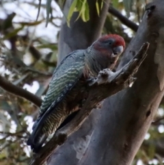 Callocephalon fimbriatum at Deakin, ACT - 13 Feb 2022