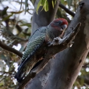 Callocephalon fimbriatum at Deakin, ACT - 13 Feb 2022