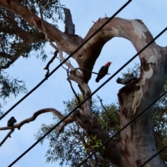 Callocephalon fimbriatum at Deakin, ACT - 13 Feb 2022