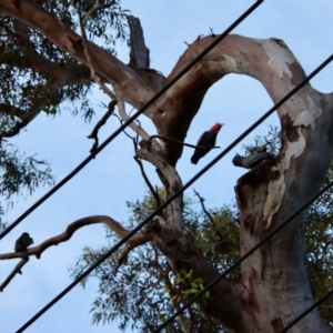 Callocephalon fimbriatum at Deakin, ACT - 13 Feb 2022