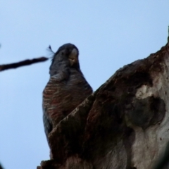 Callocephalon fimbriatum at Deakin, ACT - 13 Feb 2022