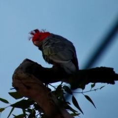 Callocephalon fimbriatum at Deakin, ACT - 13 Feb 2022