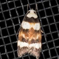 Catacometes phanozona (A Concealer moth (Wingia group)) at Melba, ACT - 23 Dec 2021 by kasiaaus