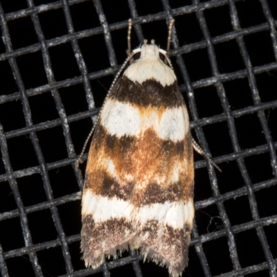 Catacometes phanozona (A Concealer moth (Wingia group)) at Melba, ACT - 23 Dec 2021 by kasiaaus