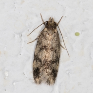 Barea (genus) at Melba, ACT - 23 Dec 2021 10:55 PM