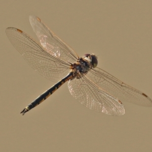 Hemicordulia tau at Hume, ACT - 13 Feb 2022 07:03 PM