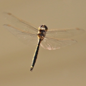 Hemicordulia tau at Hume, ACT - 13 Feb 2022