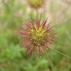 Acaena novae-zelandiae at Cotter River, ACT - 13 Feb 2022 11:42 AM