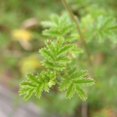 Acaena novae-zelandiae at Cotter River, ACT - 13 Feb 2022 11:42 AM