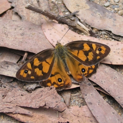 Heteronympha penelope (Shouldered Brown) at Cotter River, ACT - 13 Feb 2022 by MatthewFrawley