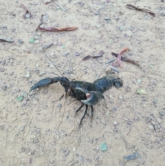 Cherax destructor (Common Yabby) at Nicholls, ACT - 13 Feb 2022 by RobynHall