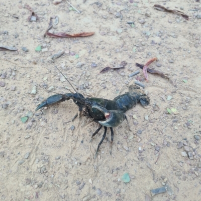Cherax destructor (Common Yabby) at Percival Hill - 13 Feb 2022 by RobynHall