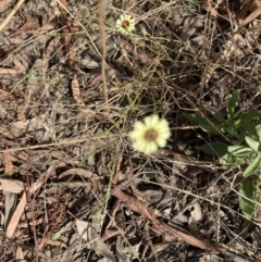 Tolpis barbata (Yellow Hawkweed) at Throsby, ACT - 14 Feb 2022 by Jenny54