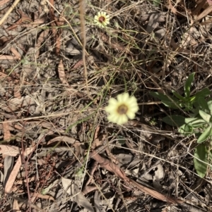 Tolpis barbata at Throsby, ACT - 14 Feb 2022