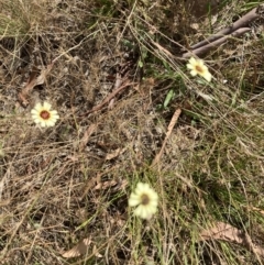 Tolpis barbata at Throsby, ACT - 14 Feb 2022