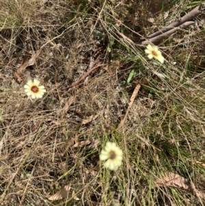 Tolpis barbata at Throsby, ACT - 14 Feb 2022