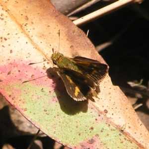 Taractrocera papyria at Cotter River, ACT - 13 Feb 2022 12:07 PM